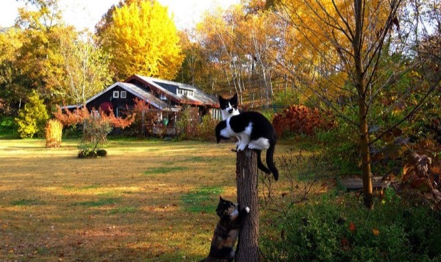 횡성 미술관 자작나무숲 입장권