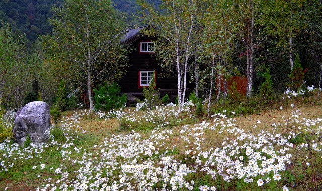 횡성 미술관 자작나무숲 입장권