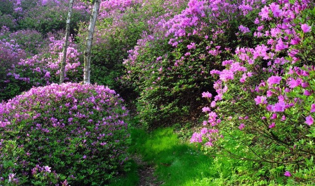 횡성 미술관 자작나무숲 입장권