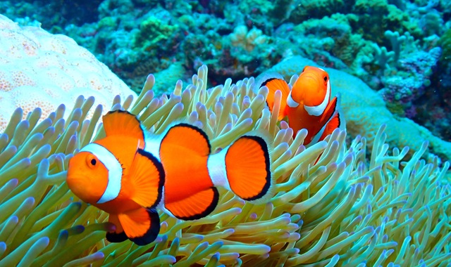 [보트엔트리] 오키나와 푸른동굴 체험 다이빙 투어 (한국어 진행)