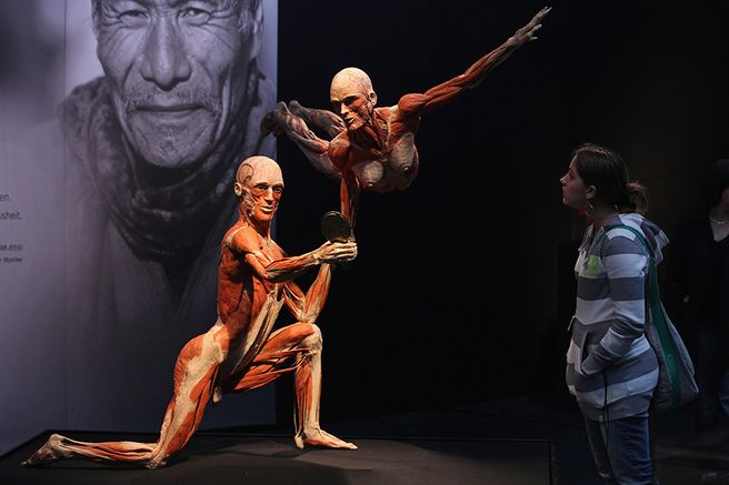 ベルリン Body Worlds Museum 入場チケット