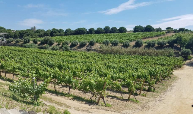 한국인 소믈리에와 함께하는 알레야 와이너리 투어 (바르셀로나 출발)