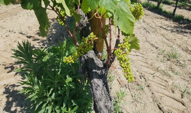 한국인 소믈리에와 함께하는 알레야 와이너리 투어 (바르셀로나 출발)