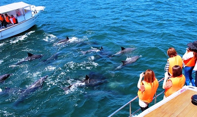 熊本発・九州天草ドルフィンクルーズツアー・シーサイドBBQ