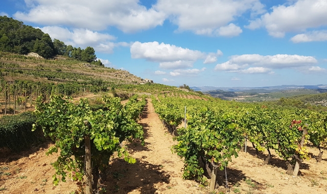 한국인 소믈리에와 함께 하는 페네데스 와이너리 투어