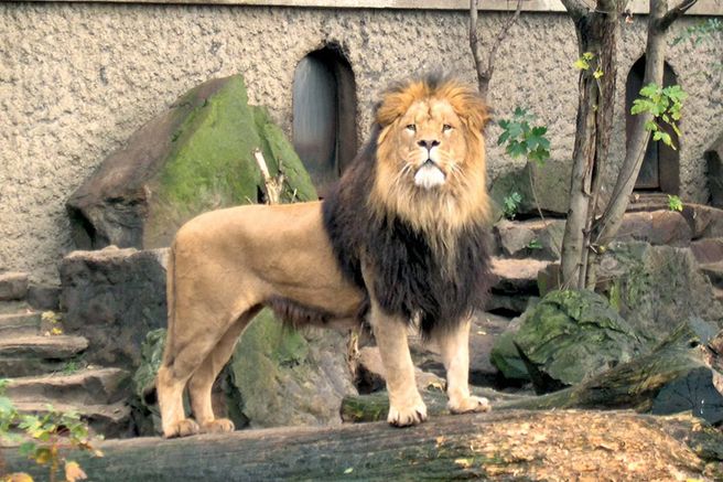 ARTIS Amsterdam Royal Zoo Ticket
