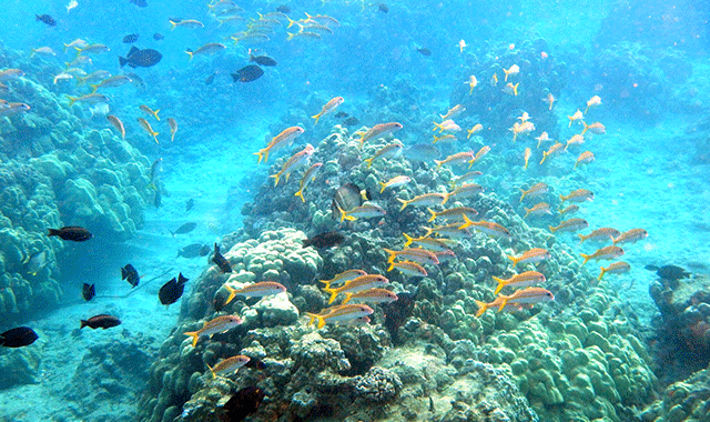하와이 하나우마베이 스노클링 투어 사전 예약 - 하와이 주 정부 인증 업체