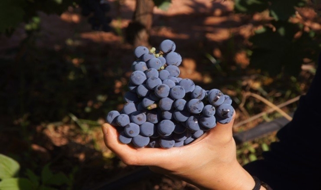 바르셀로나 와이너리 & 포도 밟기 체험 투어