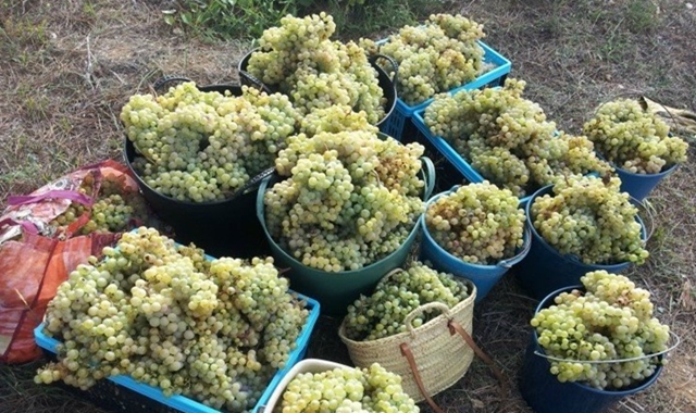 바르셀로나 와이너리 & 포도 밟기 체험 투어