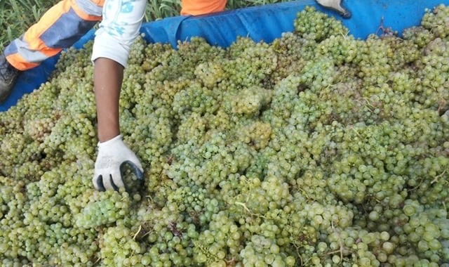 바르셀로나 와이너리 & 포도 밟기 체험 투어