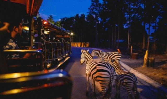 [입장권, 트램, 왕복 픽업 포함] 치앙마이 나이트 사파리 투어