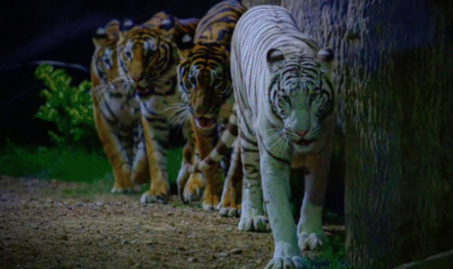 [입장권, 트램, 왕복 픽업 포함] 치앙마이 나이트 사파리 투어