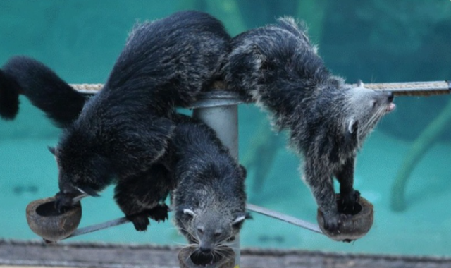 [입장권, 트램, 왕복 픽업 포함] 치앙마이 나이트 사파리 투어