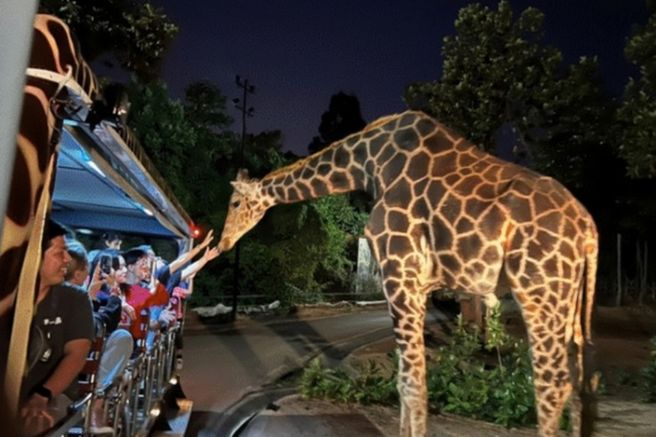 Chiang Mai Night Safari Tour (Round-trip Pickup)