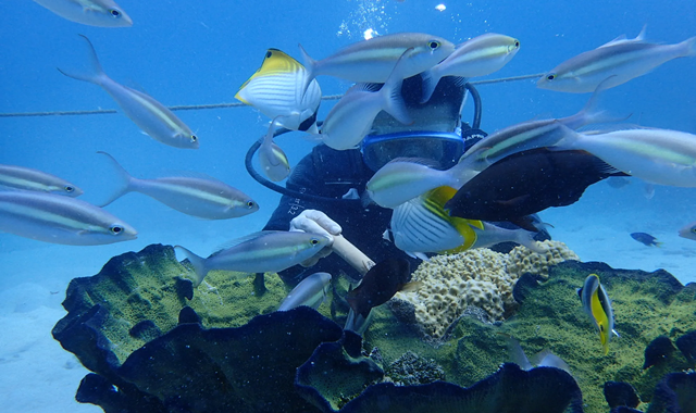 괌 체험 스쿠버 다이빙 투어 by 마린스포츠클럽