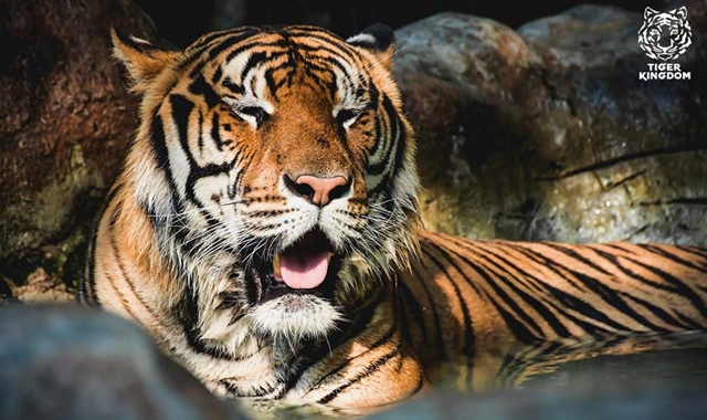 치앙마이 애니멀 키즈 투어 (엘리펀트 푸푸 페이퍼 파크, 꿀벌 정원, 타이거 킹덤)