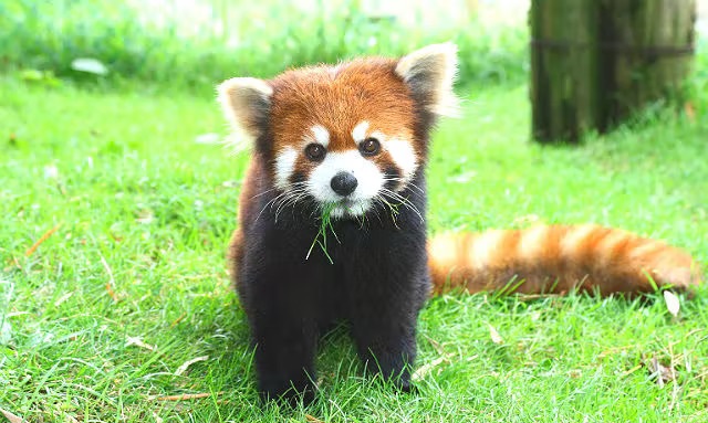 이와테 사파리 파크 동물원 입장권