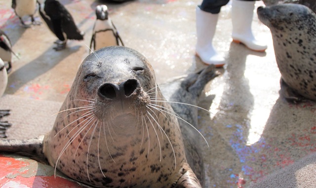 이와테 사파리 파크 동물원 입장권