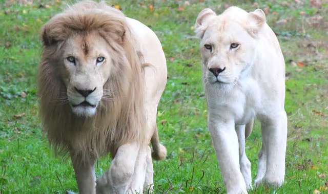 이와테 사파리 파크 동물원 입장권