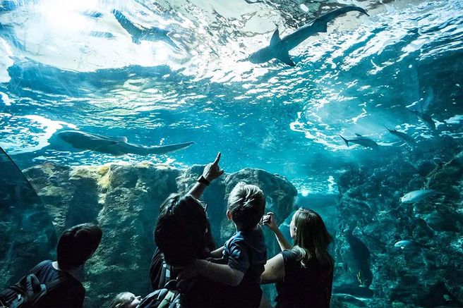Oceanopolis Aquarium Fast-Track Admission Ticket