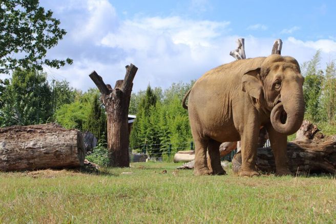 Pistoia Zoo Fast-Track Ticket in Tuscany