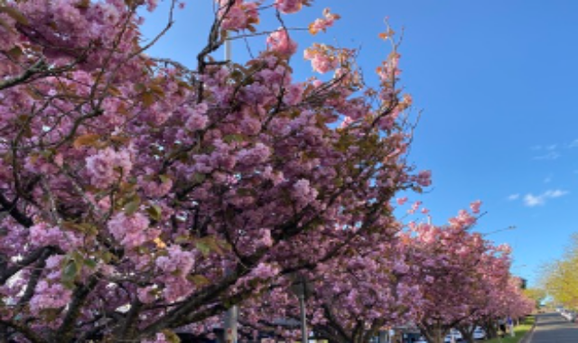 [놀러와시드니] 블루마운틴과 오픈런*페더데일 동물원 & 시크릿 포인트 소그룹 투어