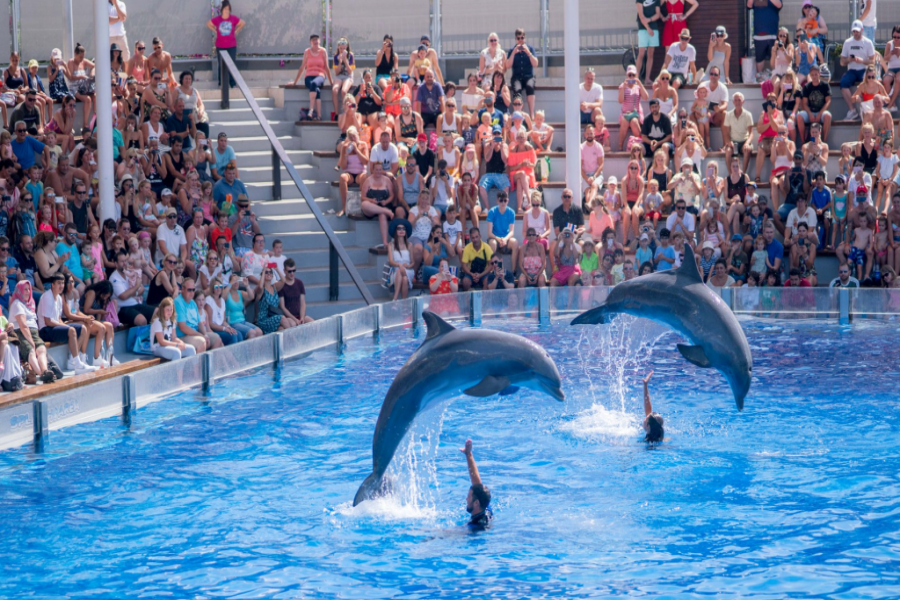 マリンランド マヨルカ 入場チケット
