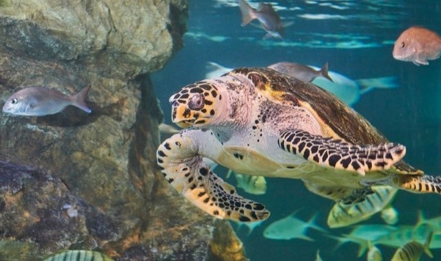 activity_detail_image