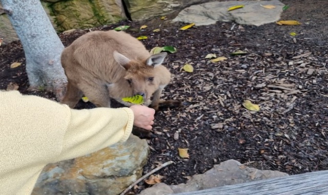 Blue Mountains & Featherdale & Kings Tableland Private Tour