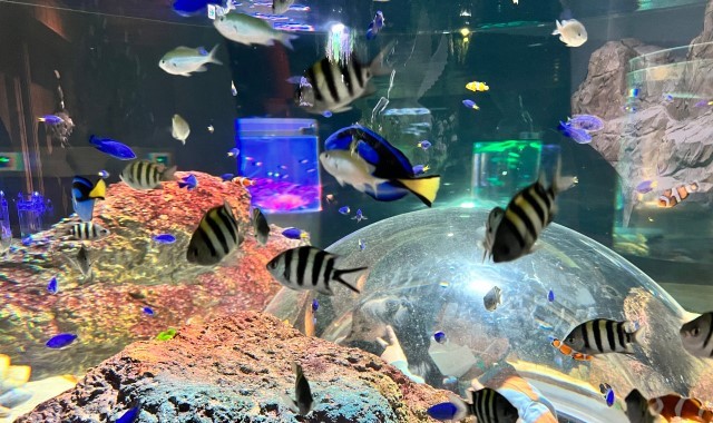 activity_detail_image