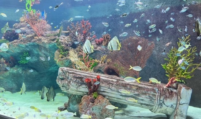 activity_detail_image