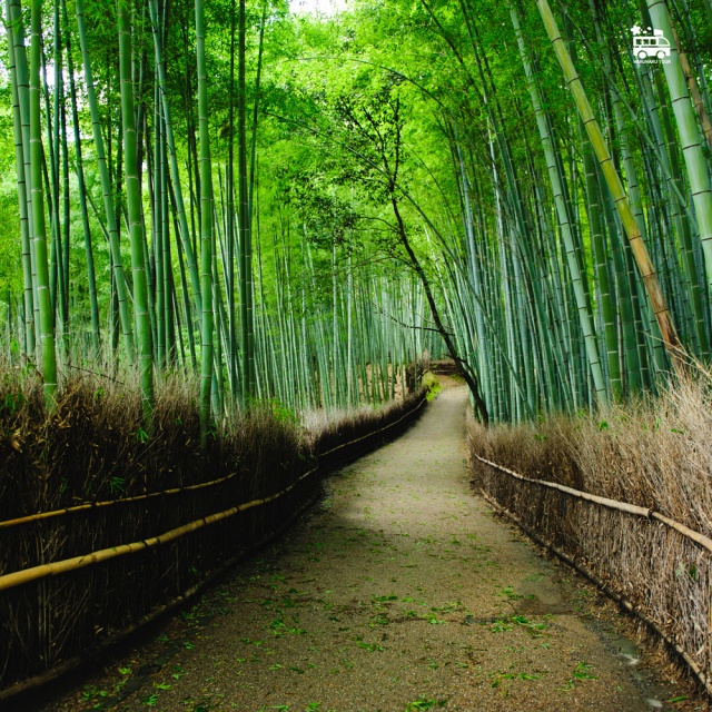 교토 아라시야마 버스 투어 - 청수사, 도게츠교, 치쿠린, 금각사, 후시미이나리신사
