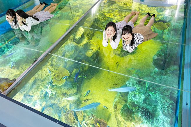 福井県 越前松島水族館電子チケット