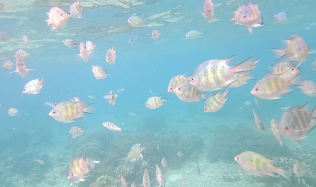 세부 올랑고섬 호핑투어 (줄낚시, 중식 포함)