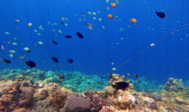 세부 올랑고섬 호핑투어 (줄낚시, 중식 포함)