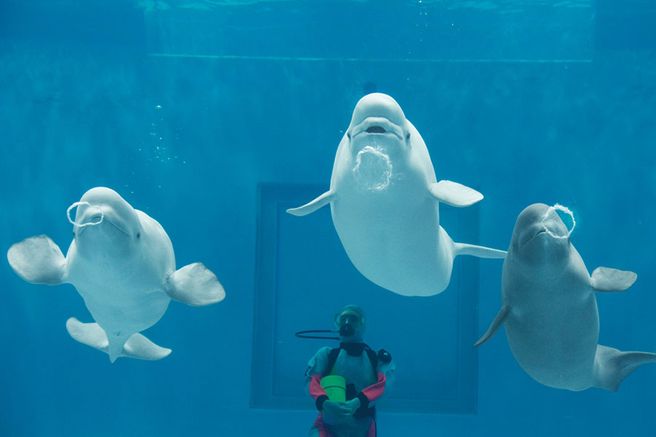 Shimane Aquarium Aquas Admission Ticket