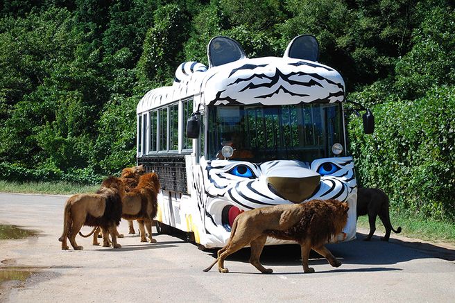 山口県美祢市 秋芳洞サファリランド 入場チケット