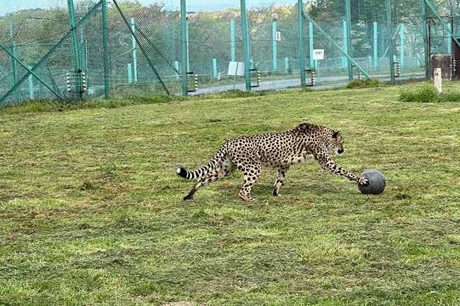 Iwate Safari Park Zoo Ticket