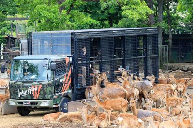 도치기 나스 사파리 파크 입장권