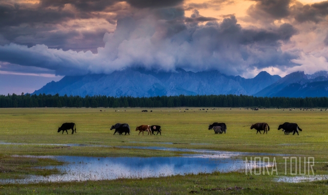 [노라투어] [2박3일] 힐링코스! 쳉헤르 온천&미니사막, 짧고 굵게 즐기는 몽골 여행