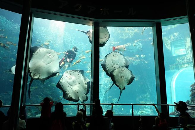 Shizuoka Shimoda Underwater Aquarium Ticket