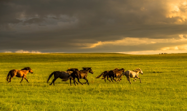 [노라투어] [5박6일] 시그니처 코스! 고비 사막 코스의 찐을 보는 투어