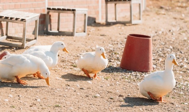충북 증평 벨포레 목장 입장권