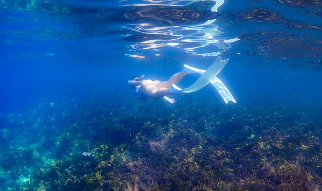 Bohol: Napaling Sardine Run Snorkeling Private Tour (with GoPro Underwater Filming)