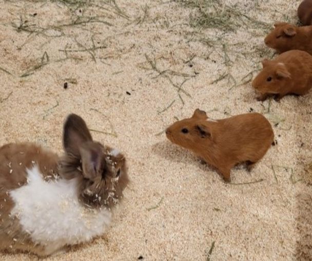 activity_detail_image