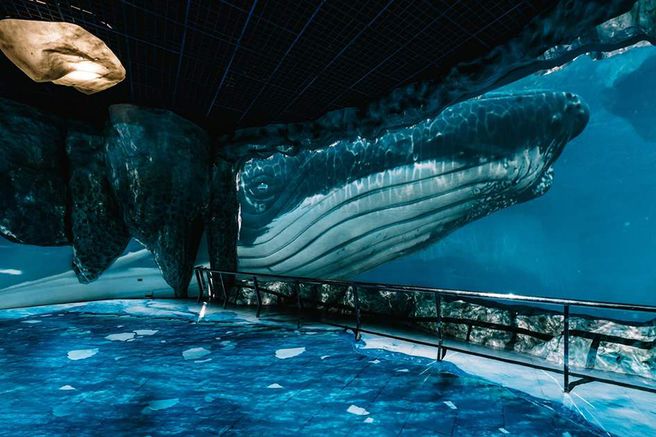 Taiwan: Kenting National Museum of Marine Biology and Aquarium Ticket