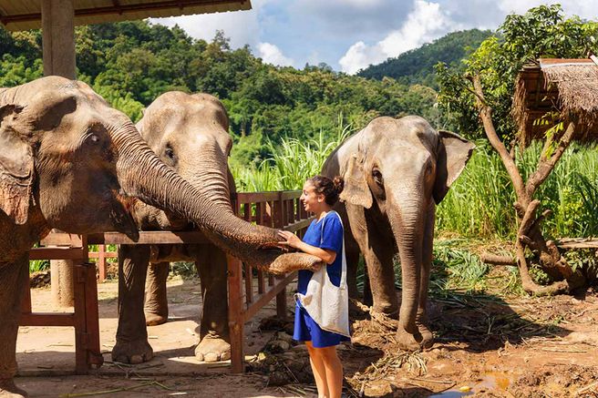 Phuket Elephant Sanctuary - Jungle Sanctuary Tour