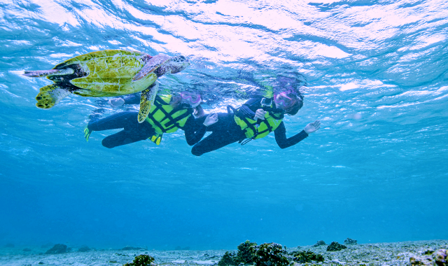 Miyakojima Sea Turtle Snorkeling Tour