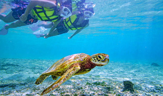 Miyakojima Sea Turtle Snorkeling Tour