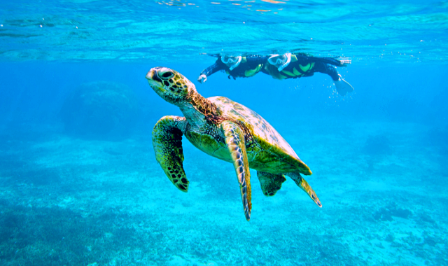 Miyakojima Sea Turtle Snorkeling Tour